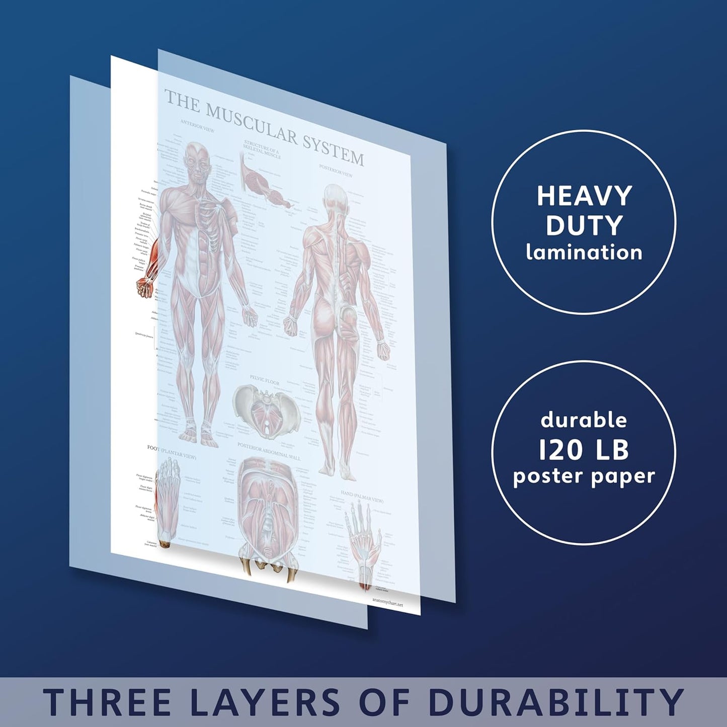 Learning Muscular & Skeletal System Anatomical Poster Set LAMINATED 2 Chart Set Human Skeleton