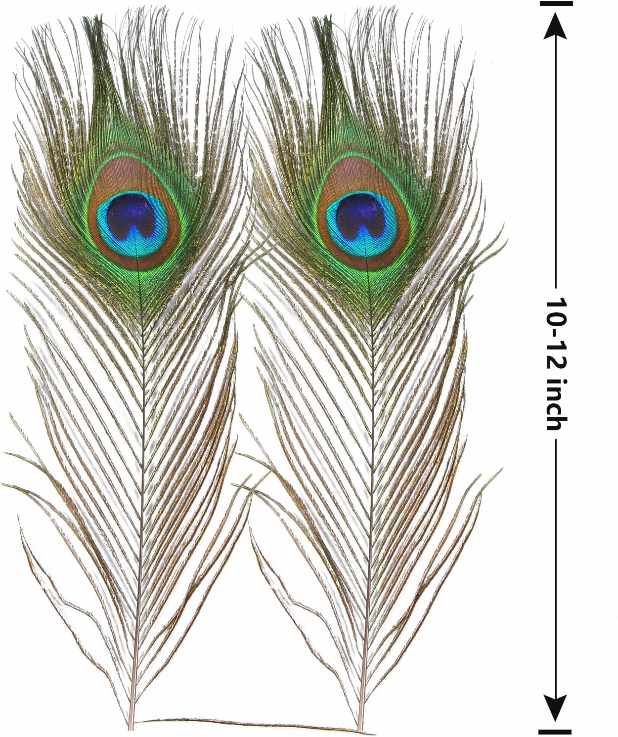 12pcs Peacock Feather Natural in Bulk 10-12 inch 25-30cm Small EyeFor Craft Vase Wedding Home