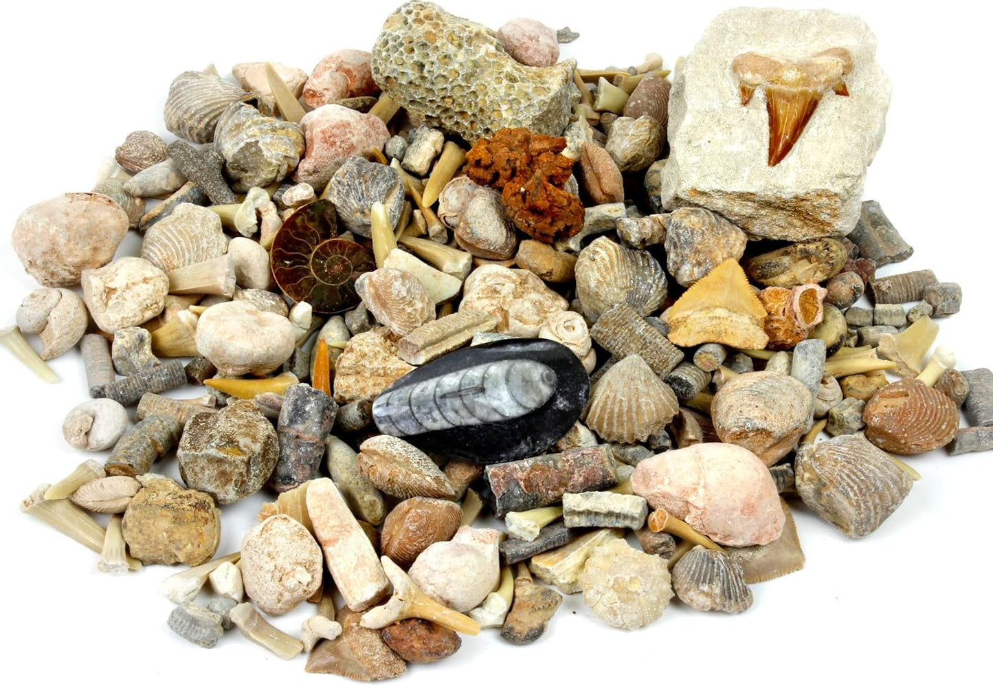 DANCING BEAR Fossil Collection Sorting Activity Kit with Over 100 Pcs More Than 20 Different Fossil Varieties