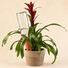 Self-Watering Terracotta Plant Stakes