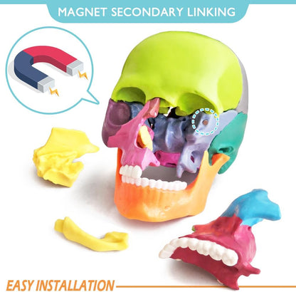 15 Parts Human Anatomy Exploded Skull Detachable Palm-Sized Mini Human Color Medical Skull