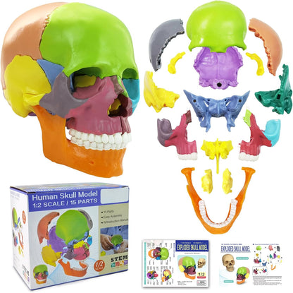 15 Parts Human Anatomy Exploded Skull Detachable Palm-Sized Mini Human Color Medical Skull