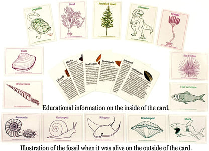 DANCING BEAR Fossil Collection Sorting Activity Kit with Over 100 Pcs More Than 20 Different Fossil Varieties