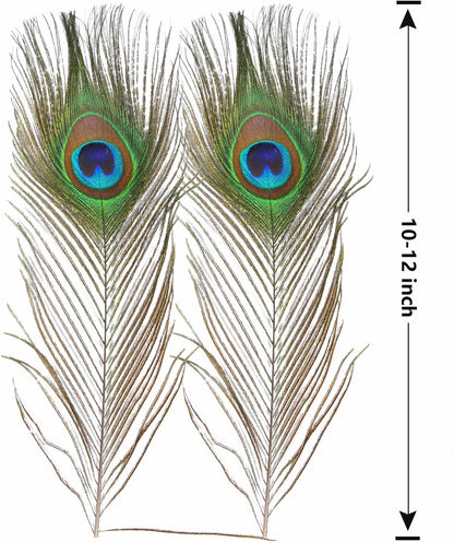 12pcs Peacock Feather Natural in Bulk 10-12 inch 25-30cm Small EyeFor Craft Vase Wedding Home