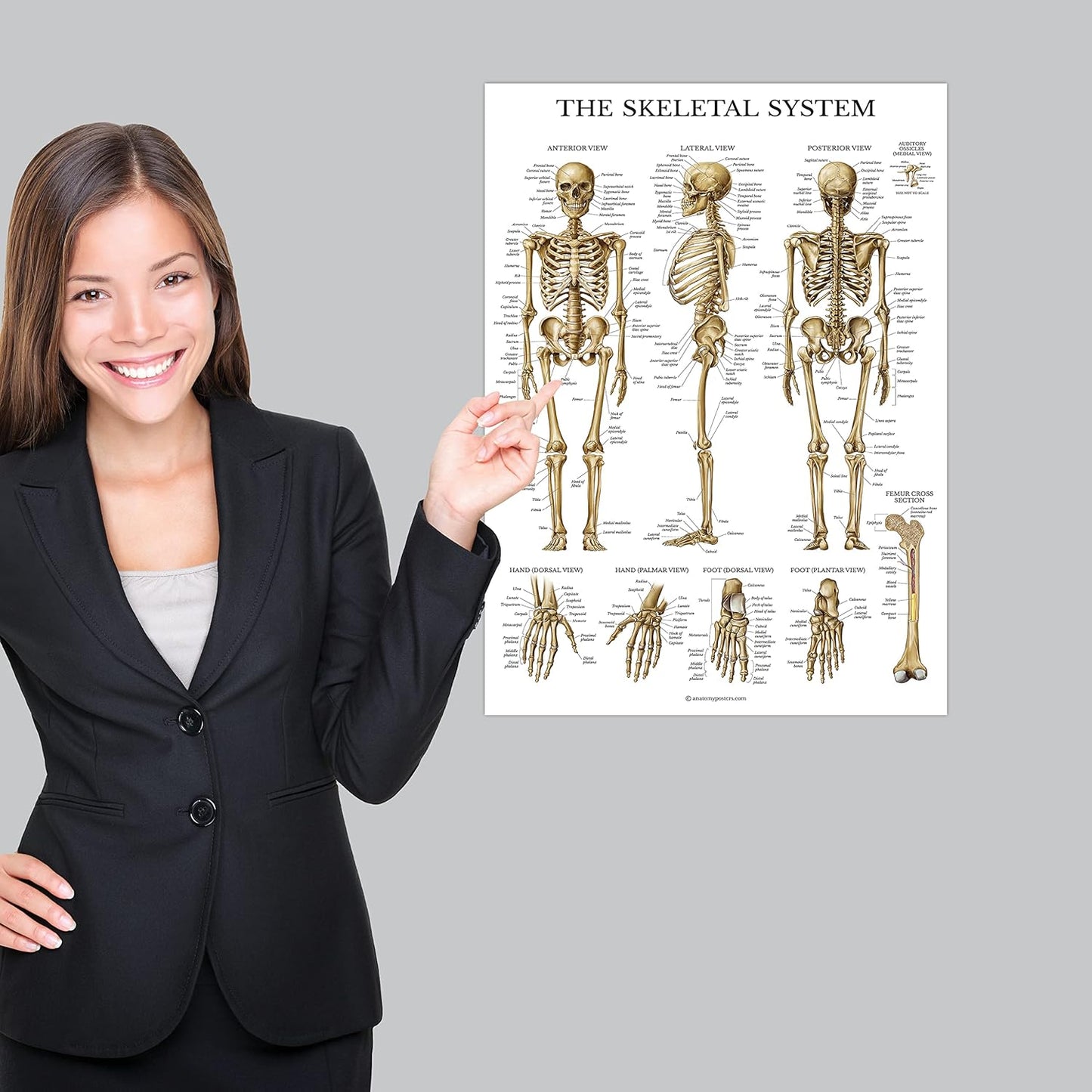 Learning Muscular & Skeletal System Anatomical Poster Set LAMINATED 2 Chart Set Human Skeleton