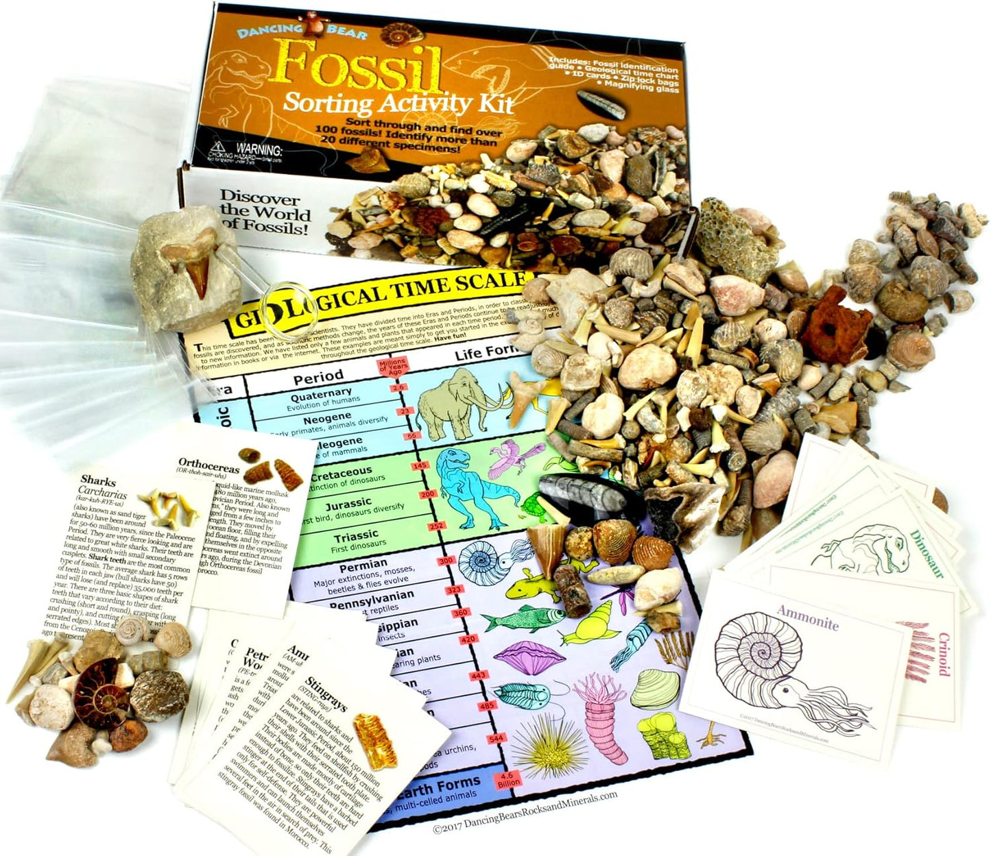 DANCING BEAR Fossil Collection Sorting Activity Kit with Over 100 Pcs More Than 20 Different Fossil Varieties