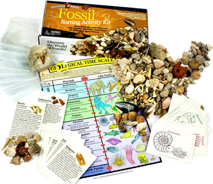 DANCING BEAR Fossil Collection Sorting Activity Kit with Over 100 Pcs More Than 20 Different Fossil Varieties