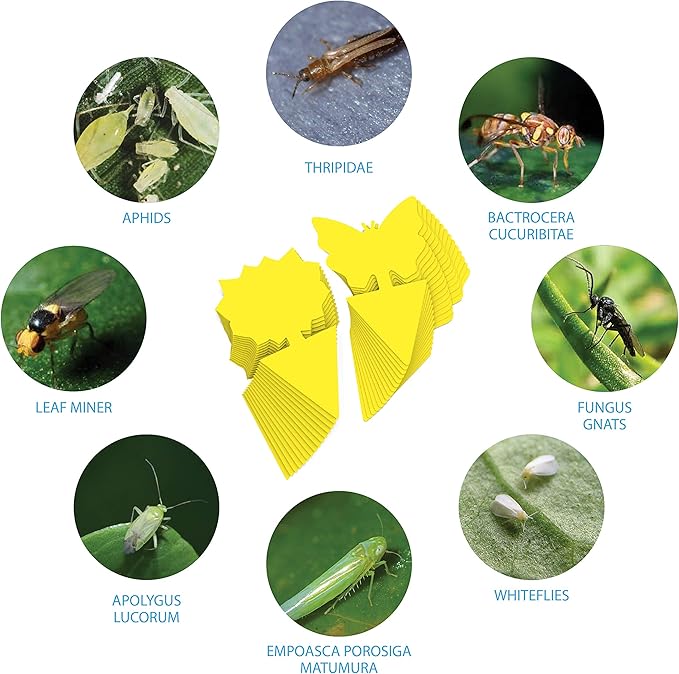15 pcs Gnat Traps for House Indoor, Fungus Gnat Sticky Traps for Plants, Sticky Traps for Gnats Plant Sticky Traps