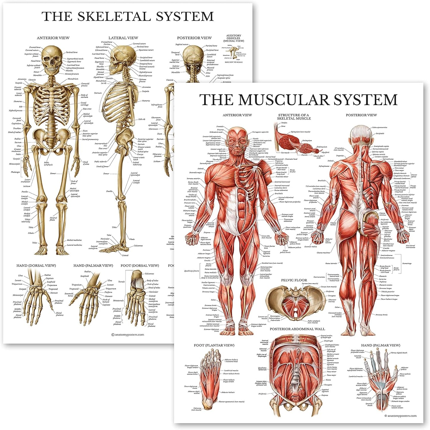 Learning Muscular & Skeletal System Anatomical Poster Set LAMINATED 2 Chart Set Human Skeleton