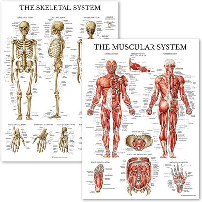 Learning Muscular & Skeletal System Anatomical Poster Set LAMINATED 2 Chart Set Human Skeleton
