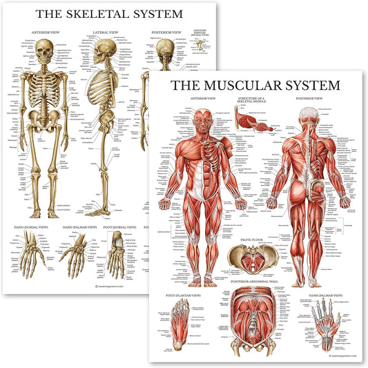 Learning Muscular & Skeletal System Anatomical Poster Set LAMINATED 2 Chart Set Human Skeleton
