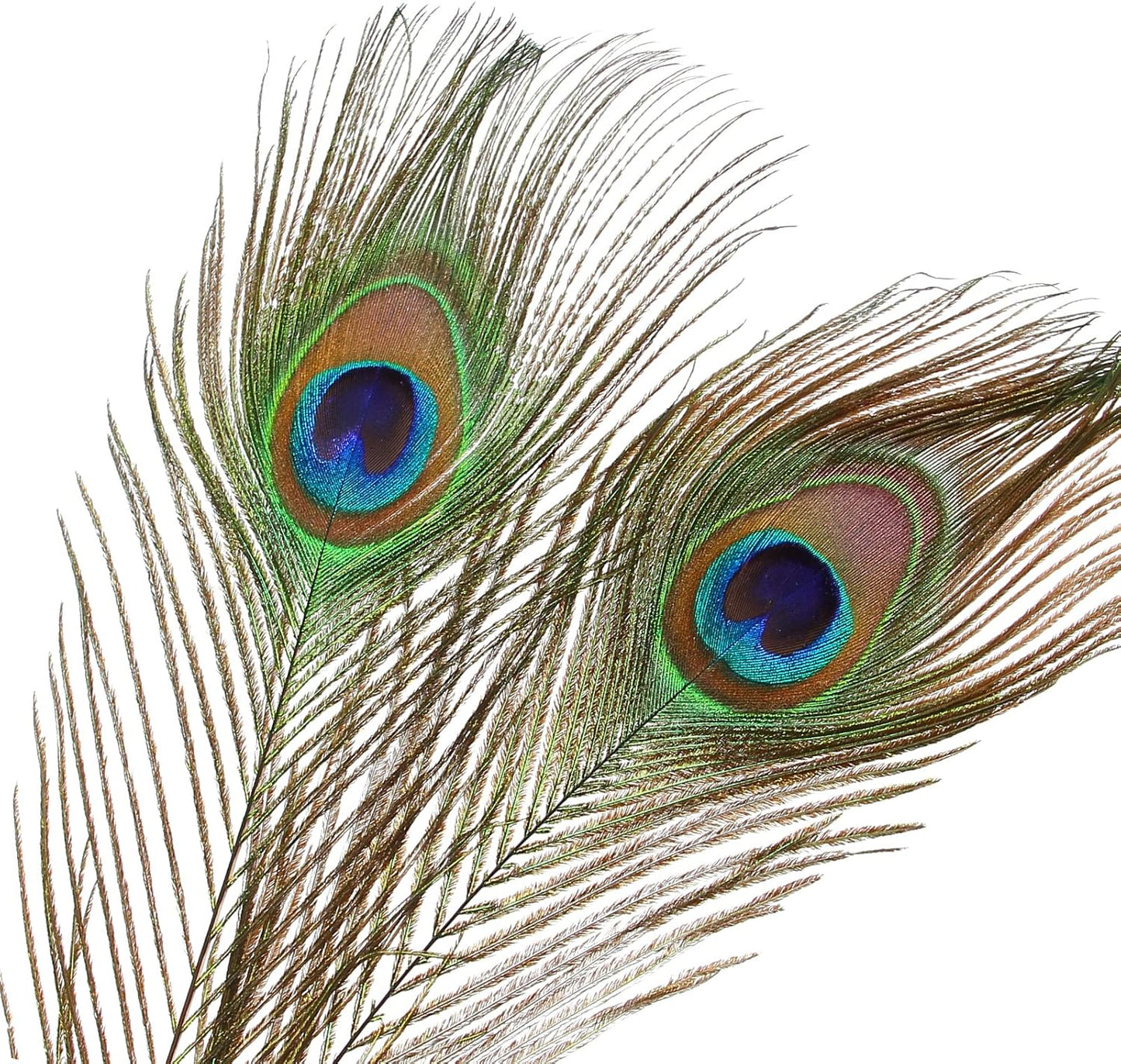 12pcs Peacock Feather Natural in Bulk 10-12 inch 25-30cm Small EyeFor Craft Vase Wedding Home