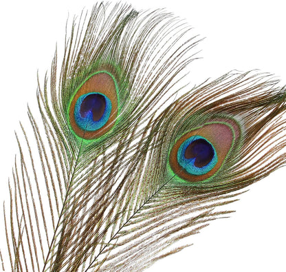 12pcs Peacock Feather Natural in Bulk 10-12 inch 25-30cm Small EyeFor Craft Vase Wedding Home